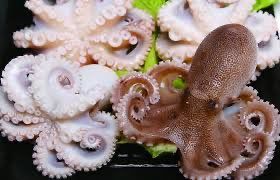 Baby Octopus