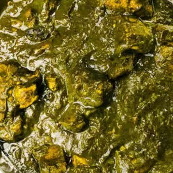 Lamb Saag